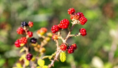 The blackberry is an edible fruit produced by many species in the genus Rubus in the family Rosaceae, hybrids among these species within the subgenus Rubus, and hybrids between the subgenera Rubus and