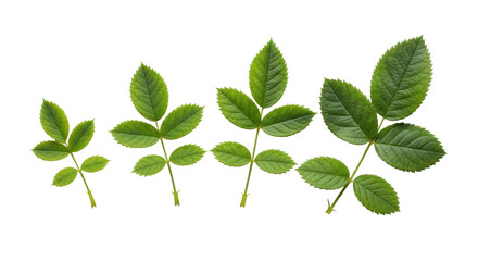 Isolated Rose Leaves Set – Fresh Green Foliage Arrangement on a Stem, Floral Design Elements