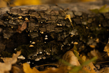 Old tree bark with small white fungi growing on its surface