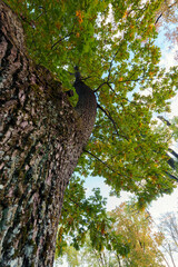 Old Moss-Covered Tree Trunk Reaching to the Sky
