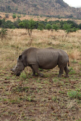 Fototapeta premium Rhinoceros on the safari