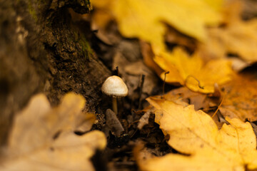 Small mushroom growing among dry autumn leaves on forest floor