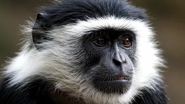 Monkeys display different facial expressions and emotions in close-up shots. Set in lush greenery, the images highlight the curious nature of these primates