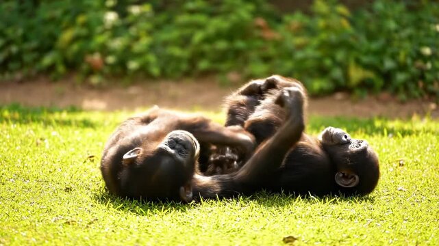 Two young chimpanzees play and wrestle on bright green grass under natural light. Setting highlights animal behavior and companionship