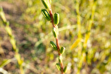 Lots of young green - yellow sesame plant, Green sesame pods in nature, green food with nature background, Sesame seed on tree in the field Stock Photo, Sesame, Agriculture, Branch - Plant Part, Bush