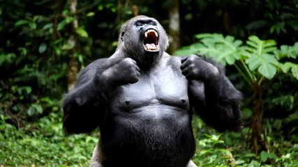 Gorilla displaying a range of emotions with expressive body language in a vibrant rainforest. Dense greenery provides a natural habitat backdrop