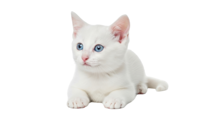 Isolated fluffy white kitten portrait, adorable baby cat, blue eyes, healthy and content