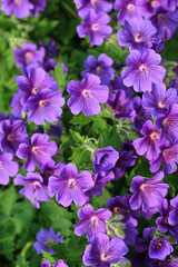 Fototapeta premium beautiful purple geranium garden flowers