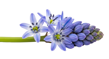 Isolated Glory-of-the-snow blooms, vivid blue petals and unopened buds of delicate spring plant