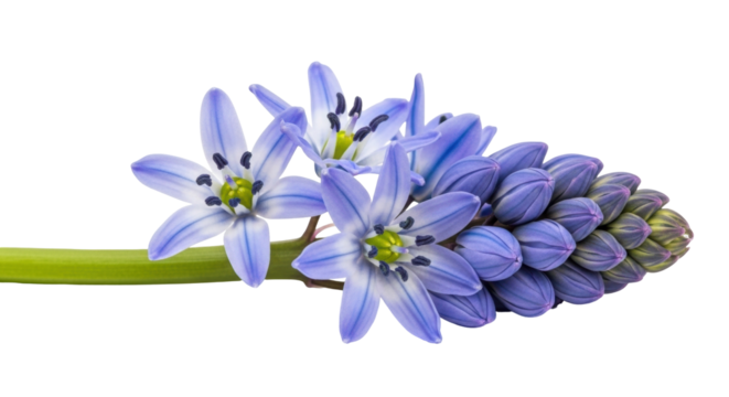 Isolated Glory-of-the-snow blooms, vivid blue petals and unopened buds of delicate spring plant
