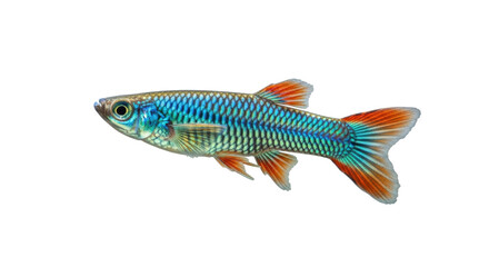 Isolated attractive fish with vibrant colors and distinct features, swimming sideways