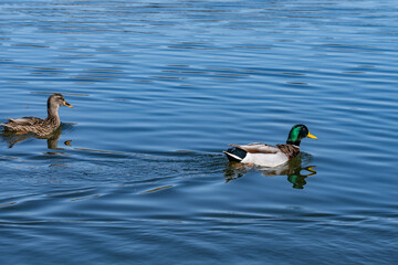 The mallard or wild duck (Anas platyrhynchos) is a dabbling duck. Malibu Lagoon State Beach, Los Angeles County, California.