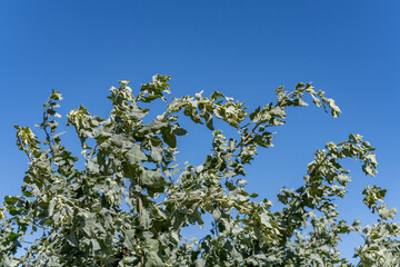 Atriplex lentiformis (quail bush, big saltbrush, big saltbush, quailbrush, lenscale, len-scale saltbush and white thistle) is a species of saltbush. Malibu Lagoon State Beach, Los Angeles County
