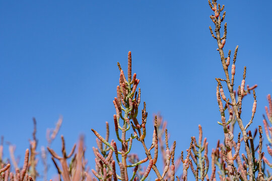 Salicornia pacifica, pickleweed, sea asparagus, Pacific swampfire, glasswort. Malibu Lagoon State Beach, Los Angeles County, California.