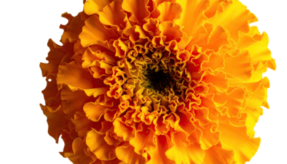 Close-up of a vibrant, fully bloomed orange flower against black