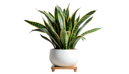 A potted houseplant with long, variegated leaves against a stark black background