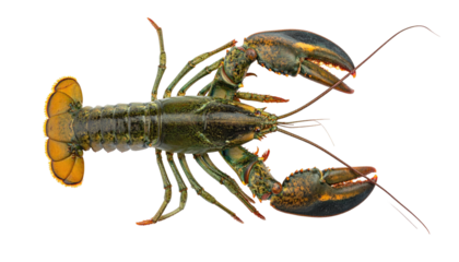 Top-down view of a live crustacean with segmented body, claws, and long antennae