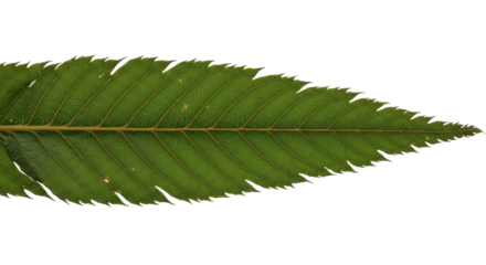 Leaf Detail: An isolated leaf reveals intricate venation and textures, showcasing nature's elegance and subtle details.