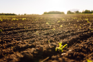 Close-up of a farm field with new green shoots in the rays of sunset. Soft sunlight illuminates the fertile soil. Farming and gardening concept.