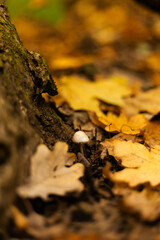 Small mushroom growing among dry autumn leaves on forest floor