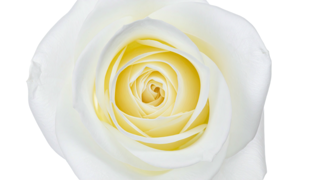 Close-up shot of a fully bloomed white rose with a bright yellow center