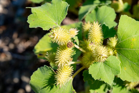 Xanthium strumarium is a species of annual plants in the flowering plant family Asteraceae. Some sources claim it originates in southern Europe and Asia, but has been extensively naturalized elsewhere