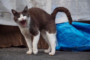 笑っているかのような表情の猫