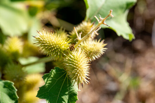 Xanthium strumarium is a species of annual plants in the flowering plant family Asteraceae. Some sources claim it originates in southern Europe and Asia, but has been extensively naturalized elsewhere