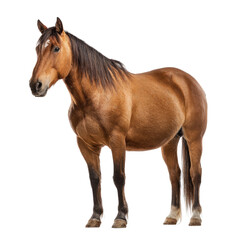 Obraz premium A majestic brown horse stands proudly, showcasing its powerful build, dark mane, and distinctive white blaze against a solid transparent background. background removed