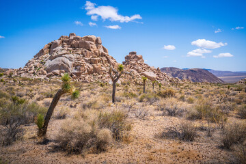 hiking in joshua tree national park in california, usa