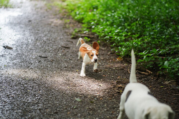 Playful Puppy Running Toward Camera On Gravel Path With Greenery In Park