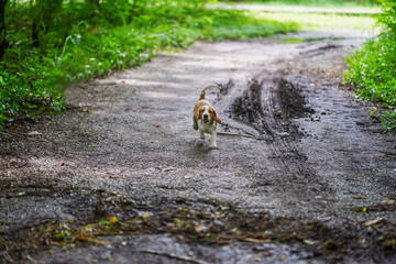 Playful Beagle Puppy Running Along a Muddy Forest Trail in Bright Green Nature