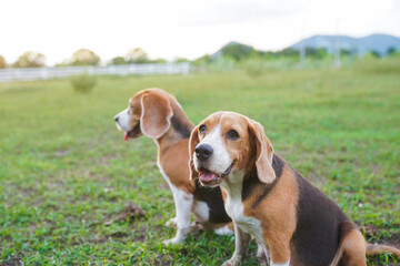 Two Beagle Dogs Enjoy a Calm Day in a Green Field with Friendly Expressions