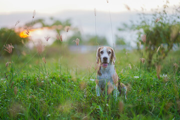 Beagle in Tall Grass at Sunset Field, Happy Dog Looking Toward Camera