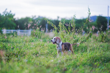Beagle Dog In A Sunny Meadow Field Enjoying Outdoor Nature And Warm Sunset Light