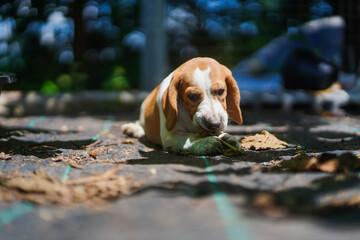 Beagle Puppy Chewing Leaf Outside On Sunlit Ground In A Quiet Garden Setting