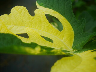 Close-Up of a Two-Toned Green and Yellow Fig Leaf in Nature