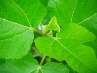 Close-Up of Bright Green Fig Leaves in Natural Garden Setting