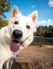 Close-up of a happy white dog by a lake