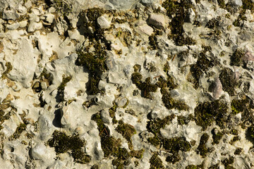 Fototapeta premium Abstract Stone Background With Moss.