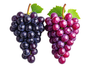 Obraz premium Two bunches of grapes, one dark purple, the other red-purple, with green leaves