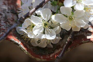 White Cherry Blossoms Blooming on a Branch with a Corrugated Roof Background