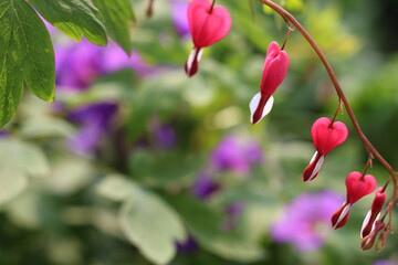beautiful red bleeding heart flower