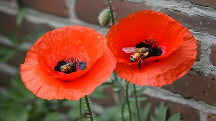 Honeybees visiting two bright red poppies in full bloom gathering nectar, Springtime