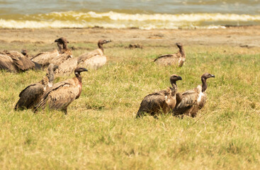 Group of vultures standing and feeding on open grass near a lake in Tanzania’s Ngorongoro Crater.