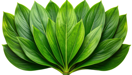 A vibrant symmetrical arrangement of glossy, overlapping green leaves