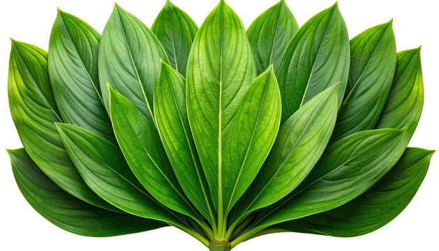 A vibrant symmetrical arrangement of glossy, overlapping green leaves - Powered by Adobe