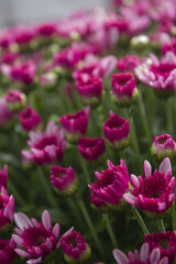 Close-up of purple chrysanthemum flowers