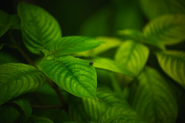 A close-up of a green leaf with small insects as part of the image. The tone is dark with a slight light shining on the leaf. The image is taken from above at a 45 degree angle.