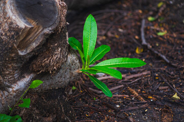 young plant growing in soil, Trees are sprouting new branches, growing new leaves, expanding their branches, and growing in environments where the original trees have deteriorated and died.